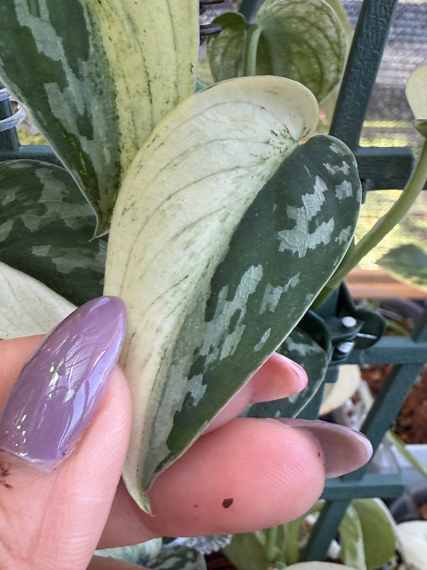 Scindapsus Mayari Variegated Cutting (Grower’s choice)