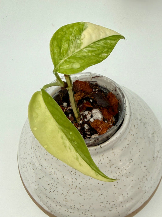 Epipremnum Cebu Blue Aurea