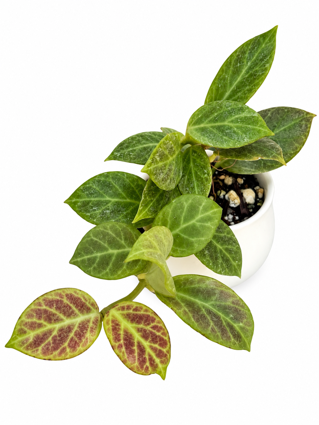 Hoya Obscura ‘Cryptic Chrome’ – Rare Hoya Unrooted Cutting