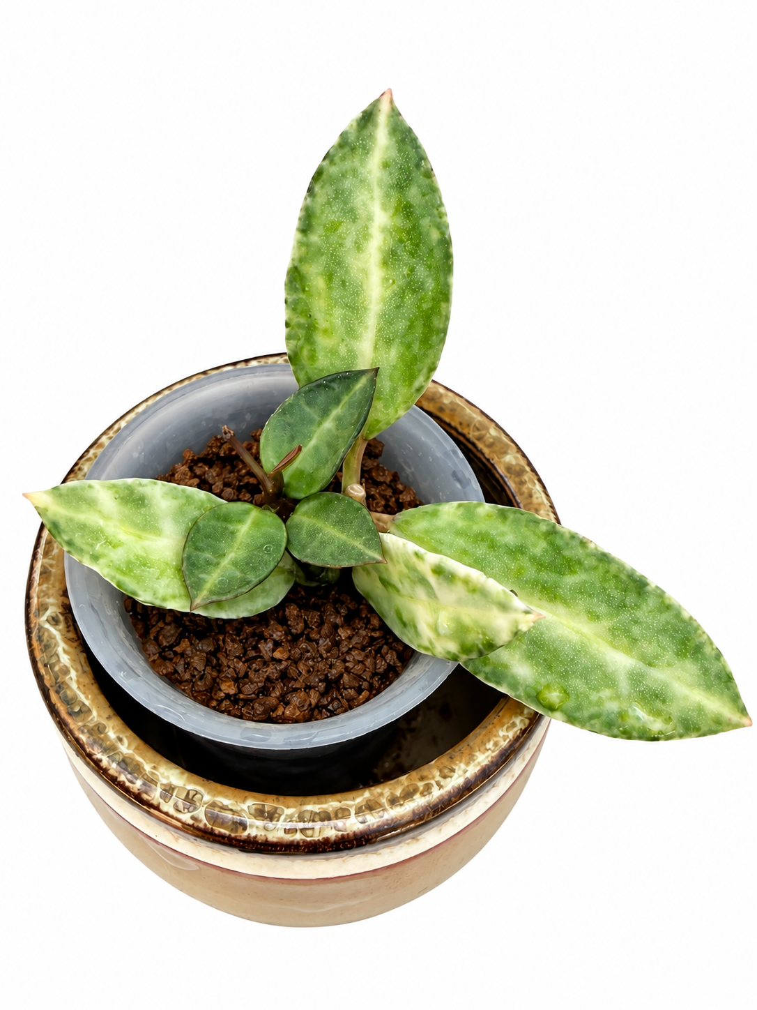 Hoya Lacunosa Peridot
