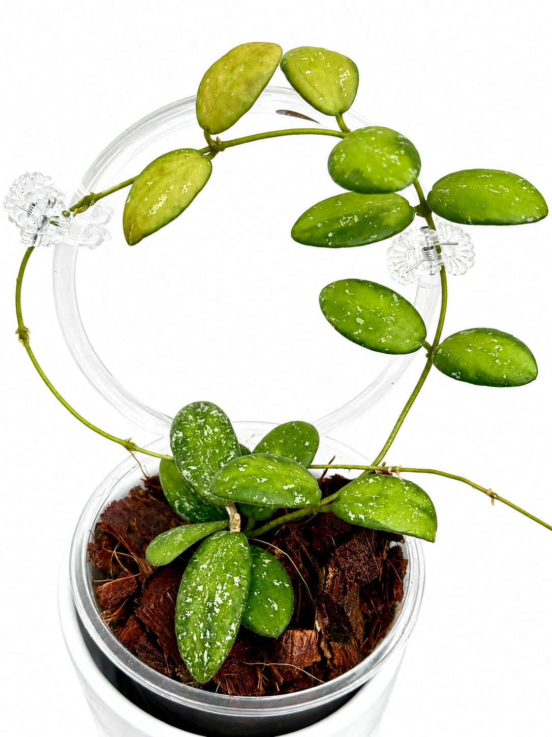 Hoya VL9 Variegated Unrooted Cutting (grower’s choice) (Copy)