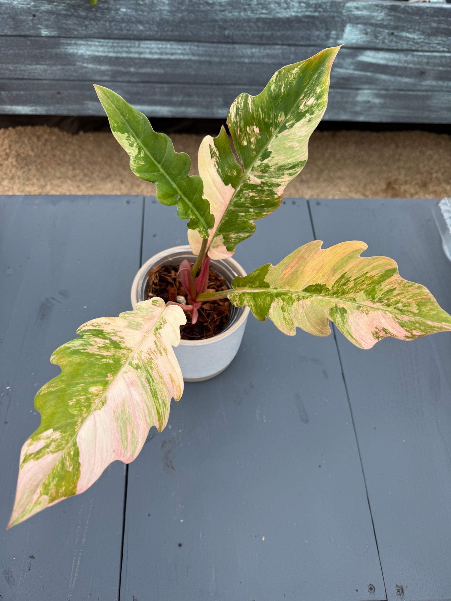 Philodendron Caramel Marble