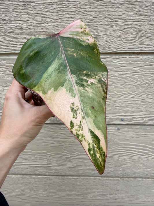 Philodendron Strawberry Shake