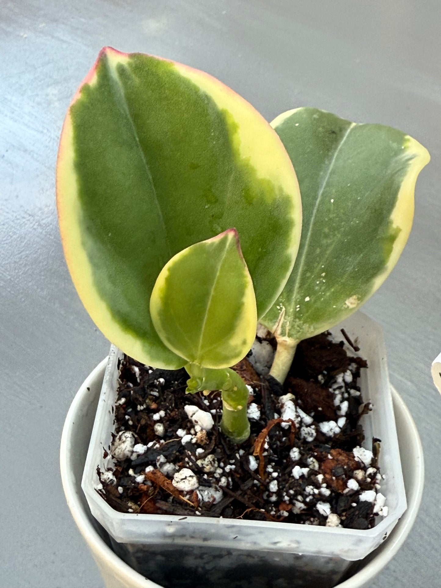 Hoya Pachyclada Variegated