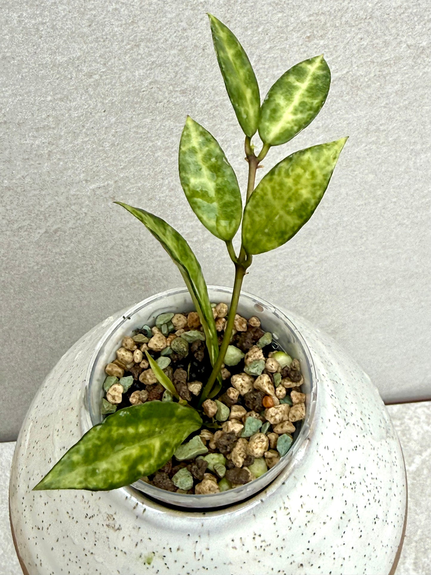 Hoya Lacunosa Peridot