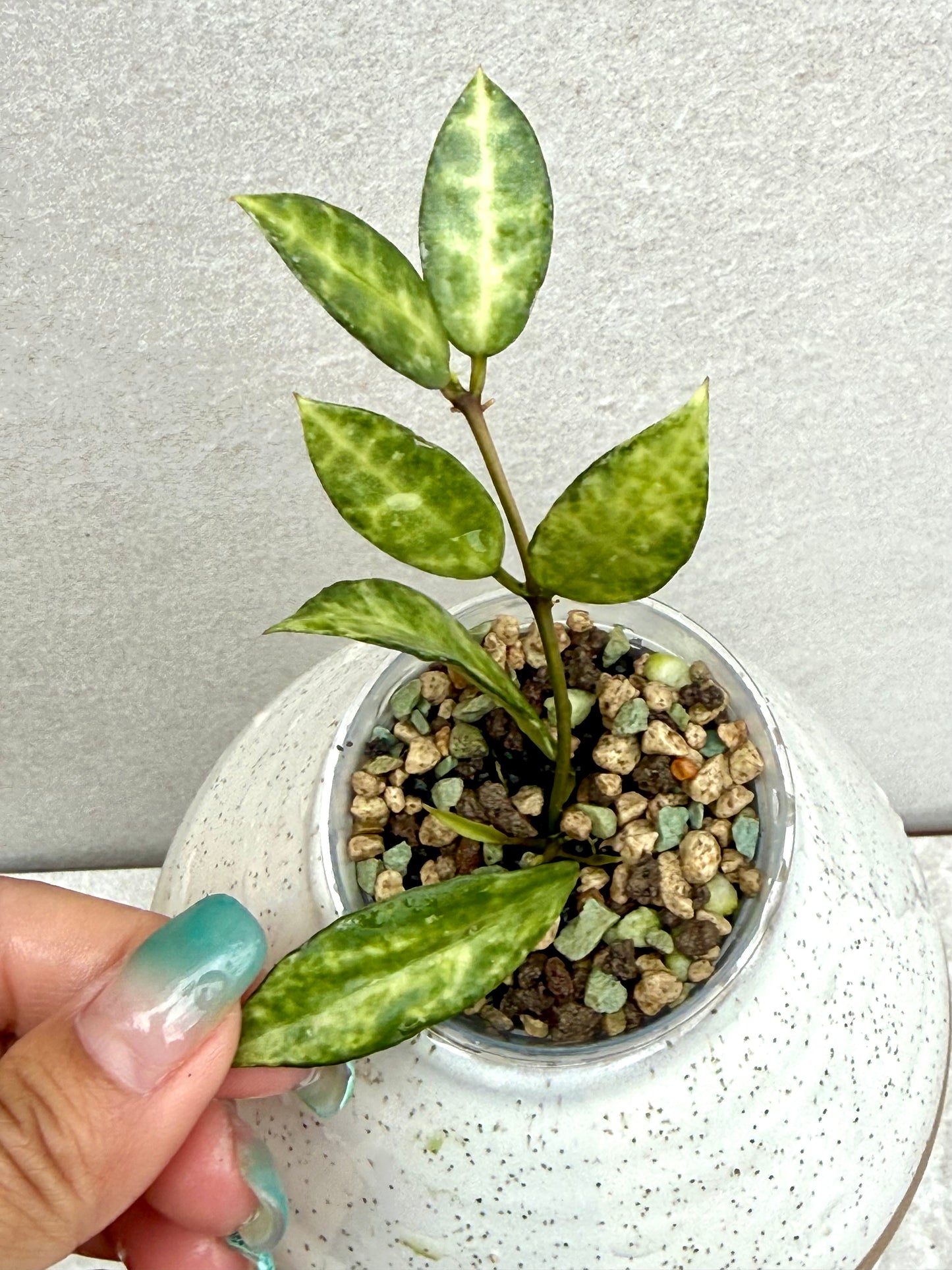 Hoya Lacunosa Peridot