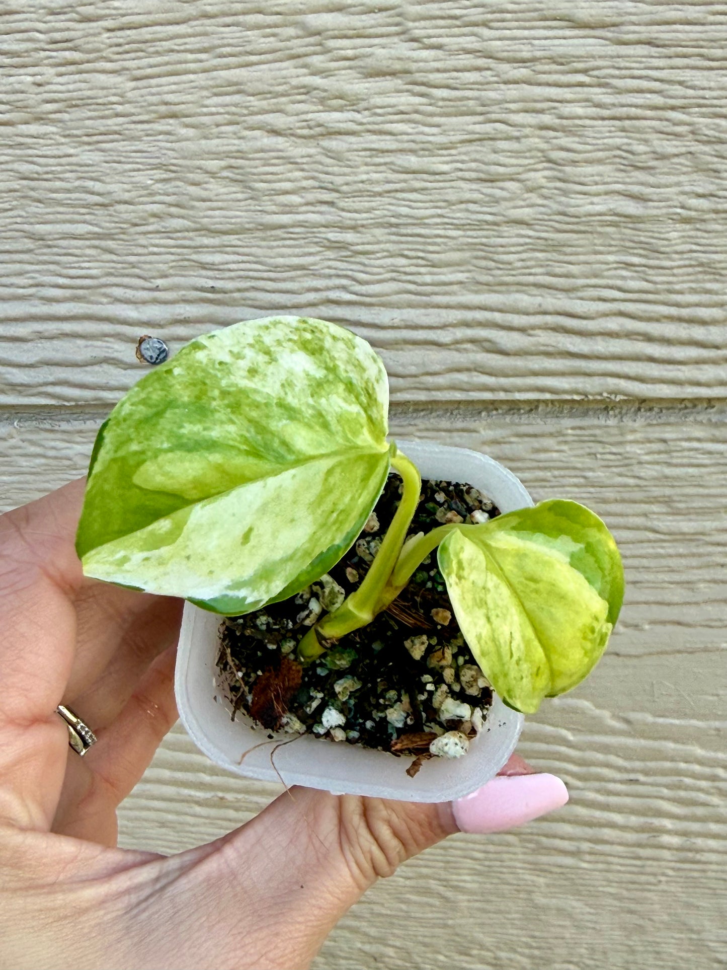 Japanese Global Pothos