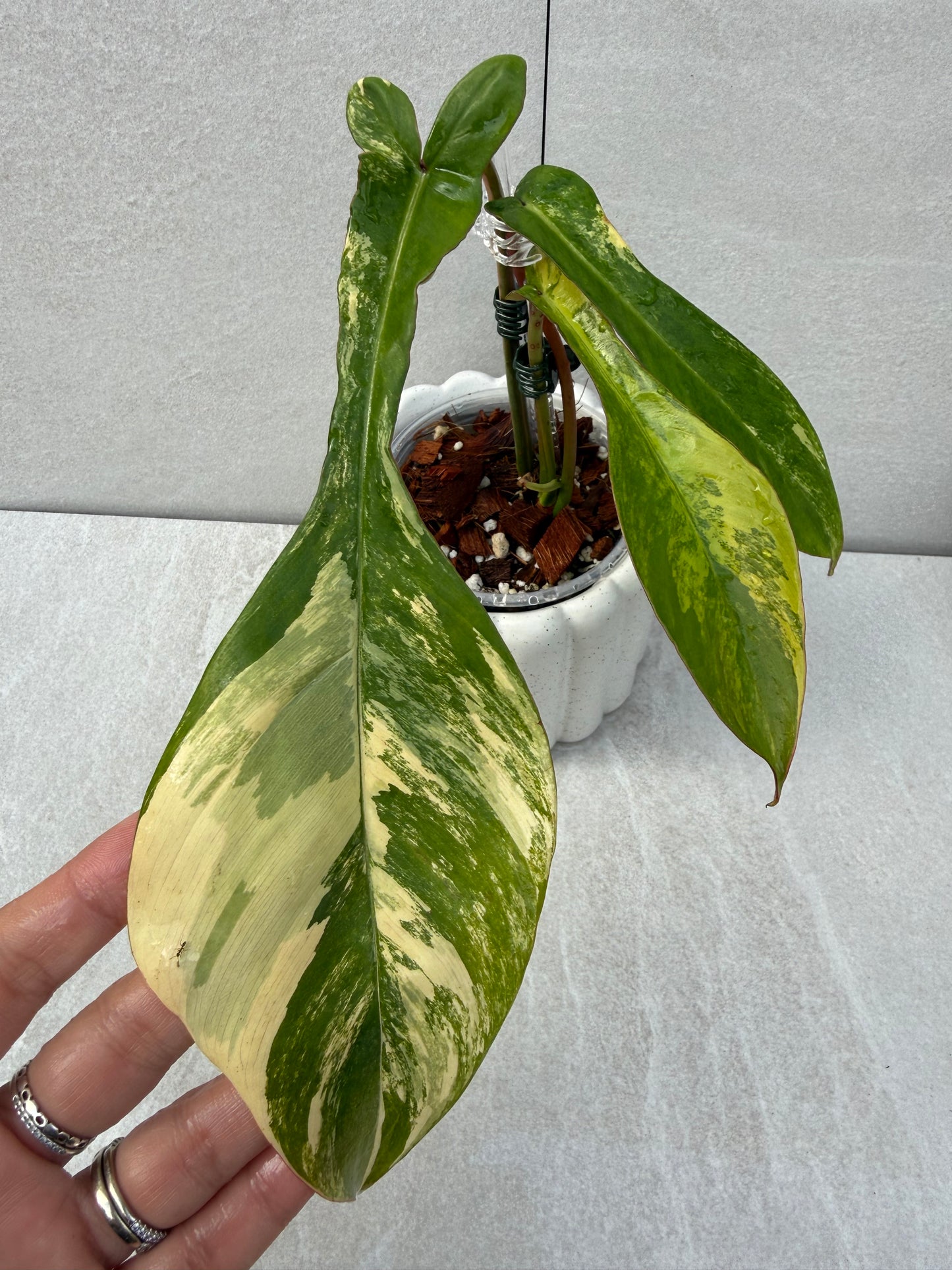 Philodendron Joepii Variegated