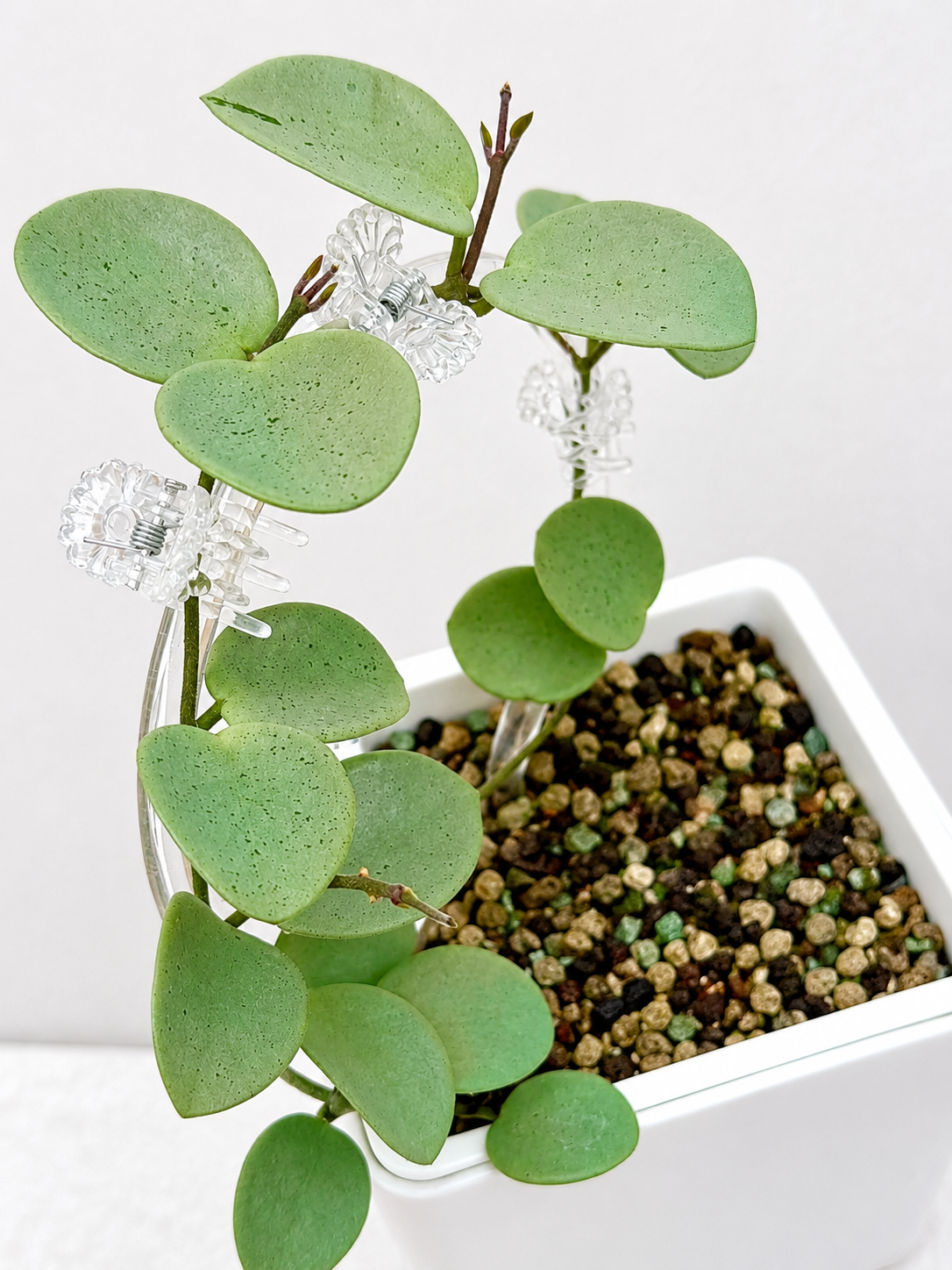 Hoya Grey Fairy unrooted cutting (1 node, 2 leaves - grower’s choice)
