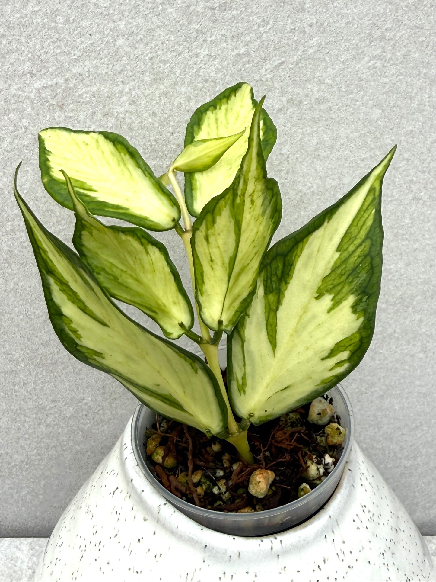 Hoya Polyneura Inner variegated