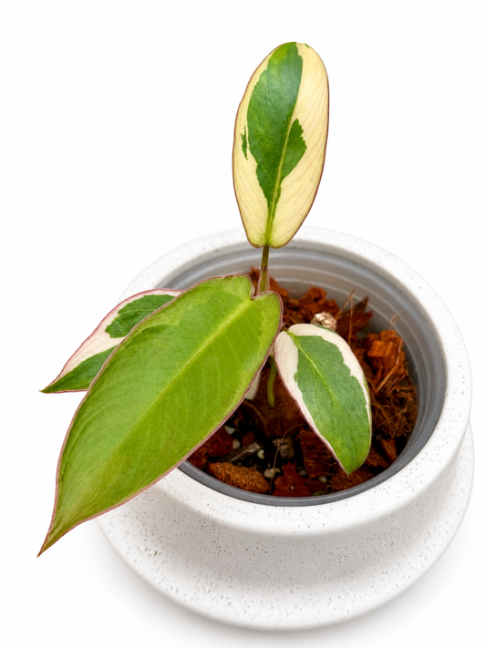 Philodendron Atabapoense Variegated