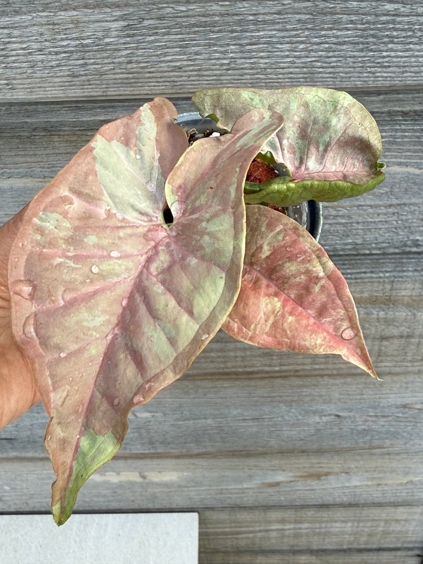 Syngonium Pink Cloud