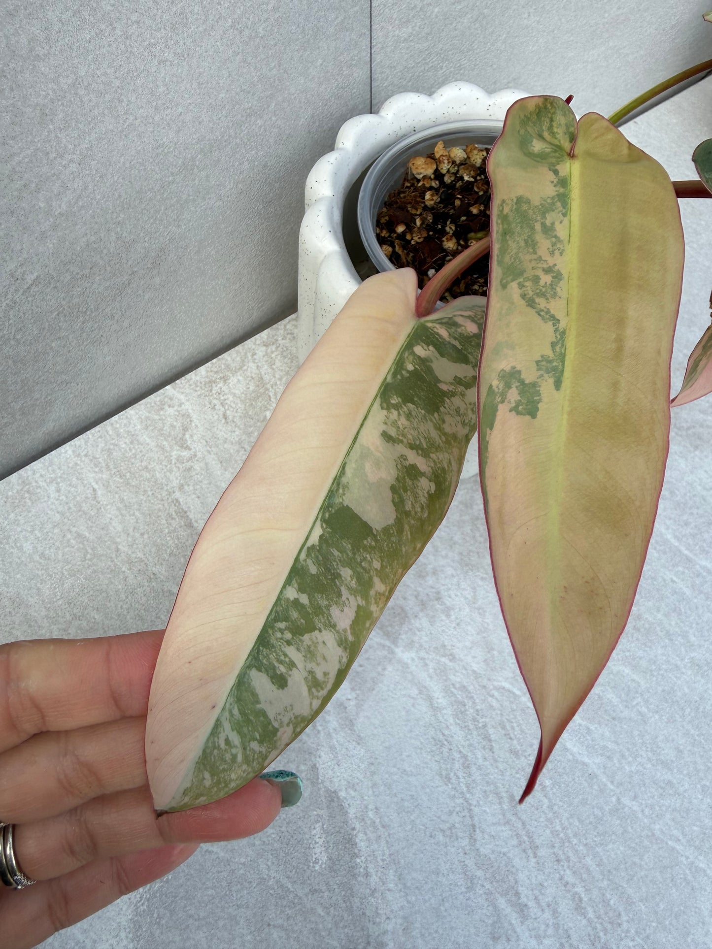 Philodendron Atabapoense Pink Variegated