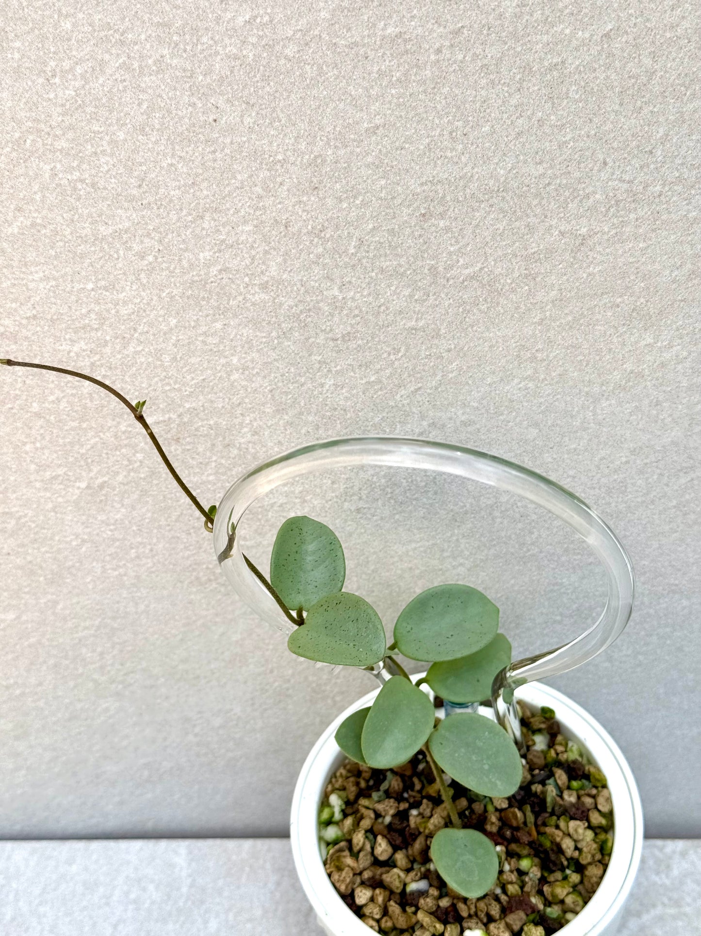 Hoya Grey Fairy unrooted cutting (1 node, 2 leaves - grower’s choice)