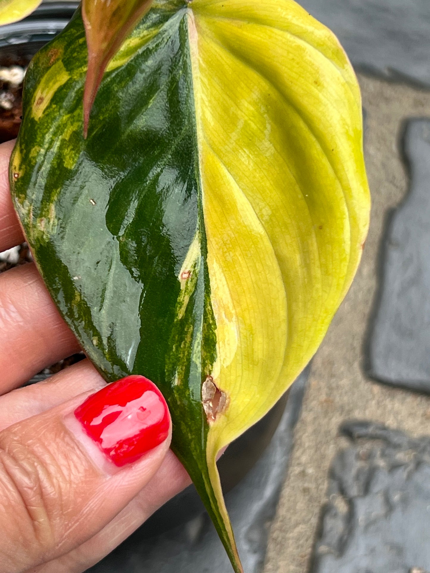 Philodendron Variegated Micans