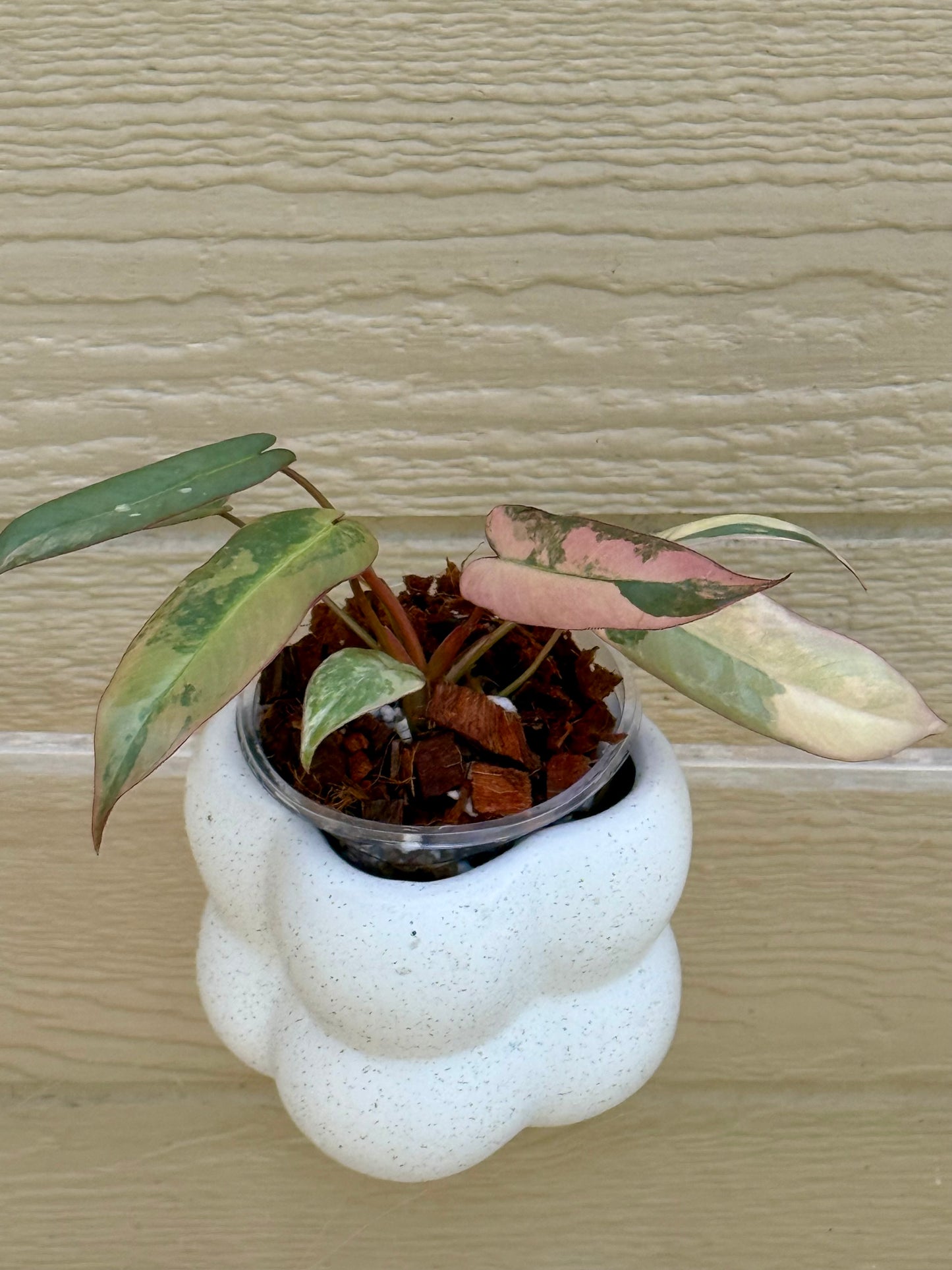 Philodendron Atabapoense Pink Variegated