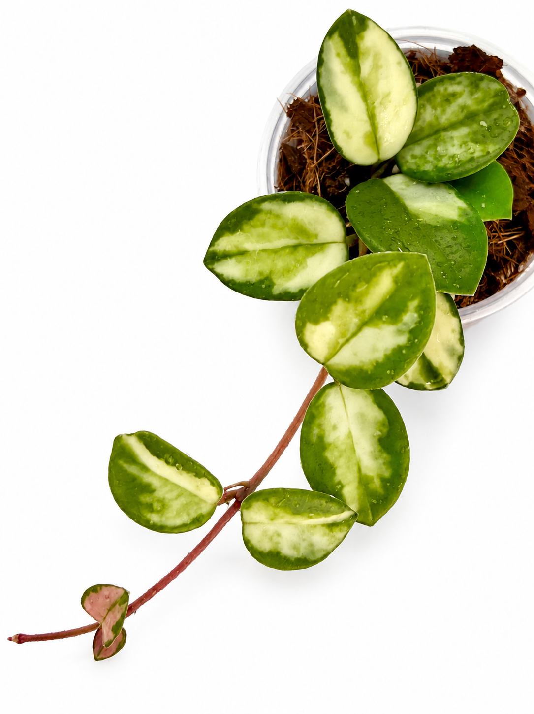 Hoya Mathilde Variegated