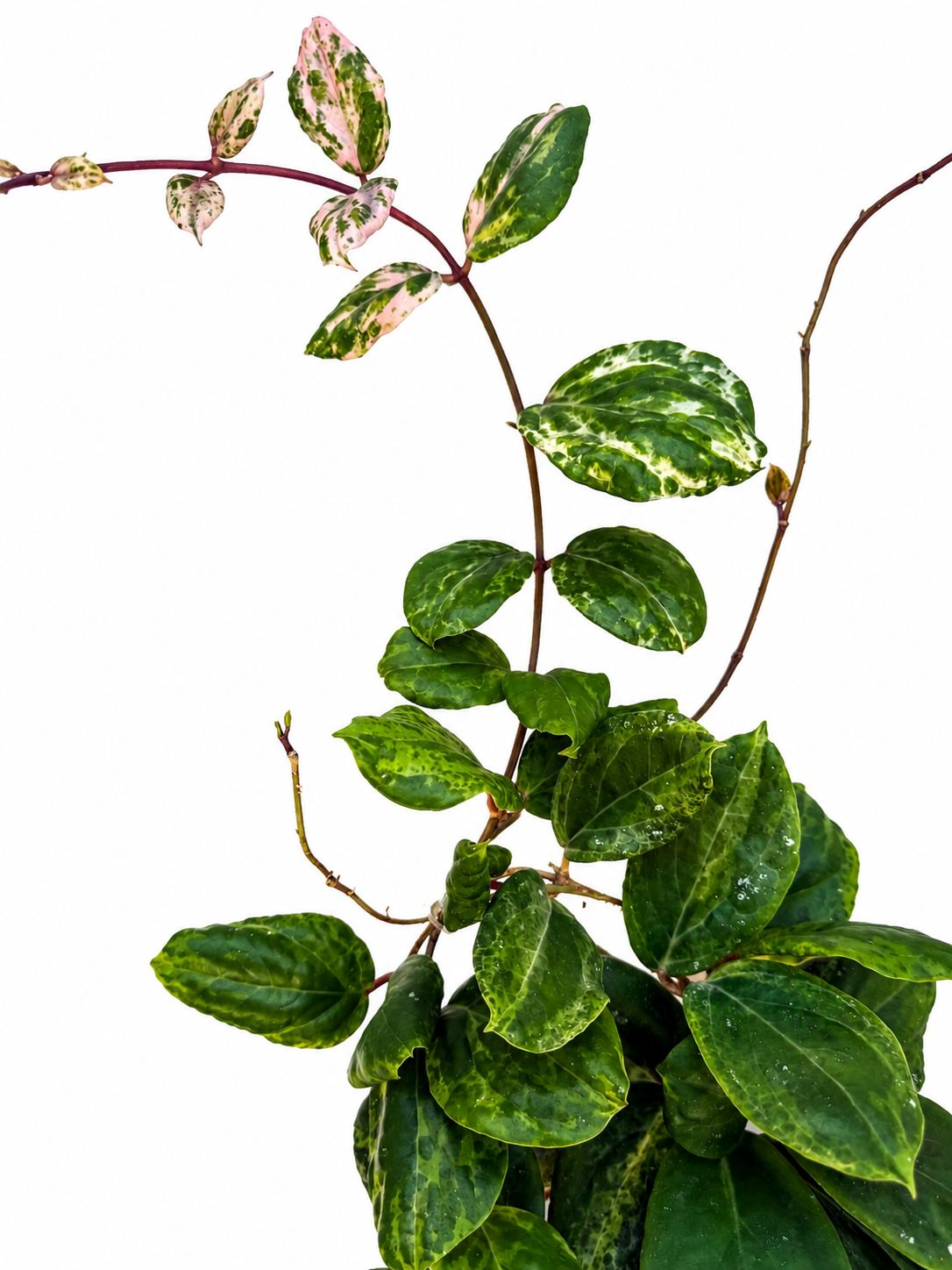 Hoya Swiffer’s Mirage | Rare Variegated Hoya Cutting