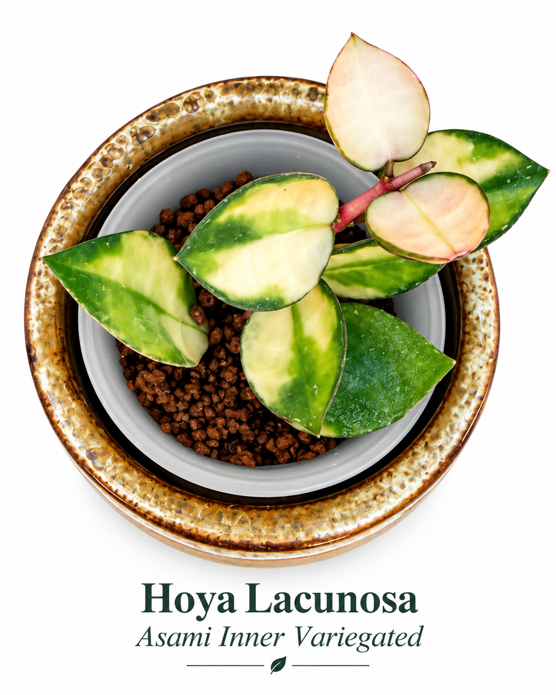 Hoya Lacunosa Variegated 4-Plant Combo – Asami Clone | Asami Inner Variegated | Minara | Souma Rooted Plants