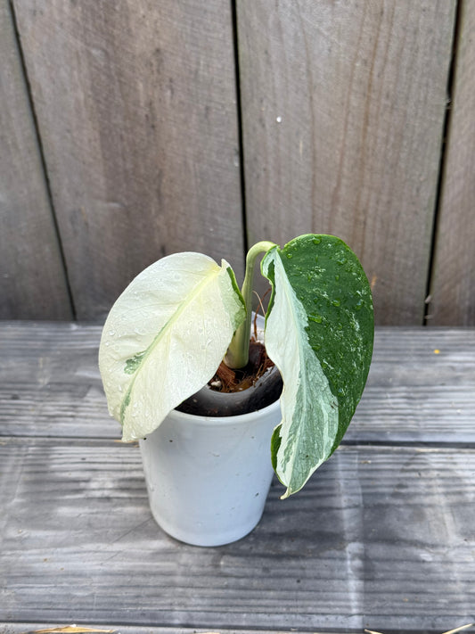 Monstera Albo High Variegation