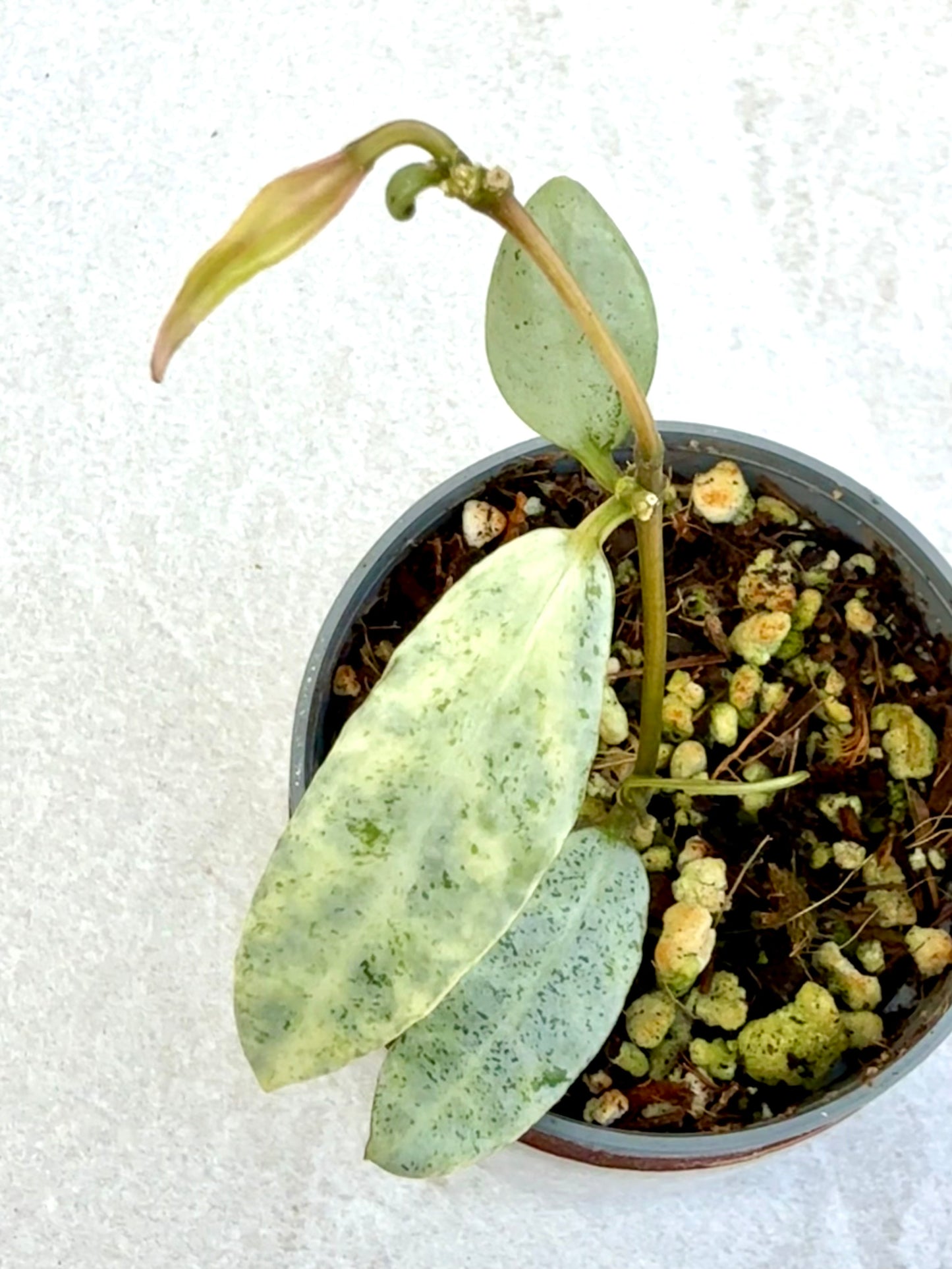 Hoya Winter Pandora