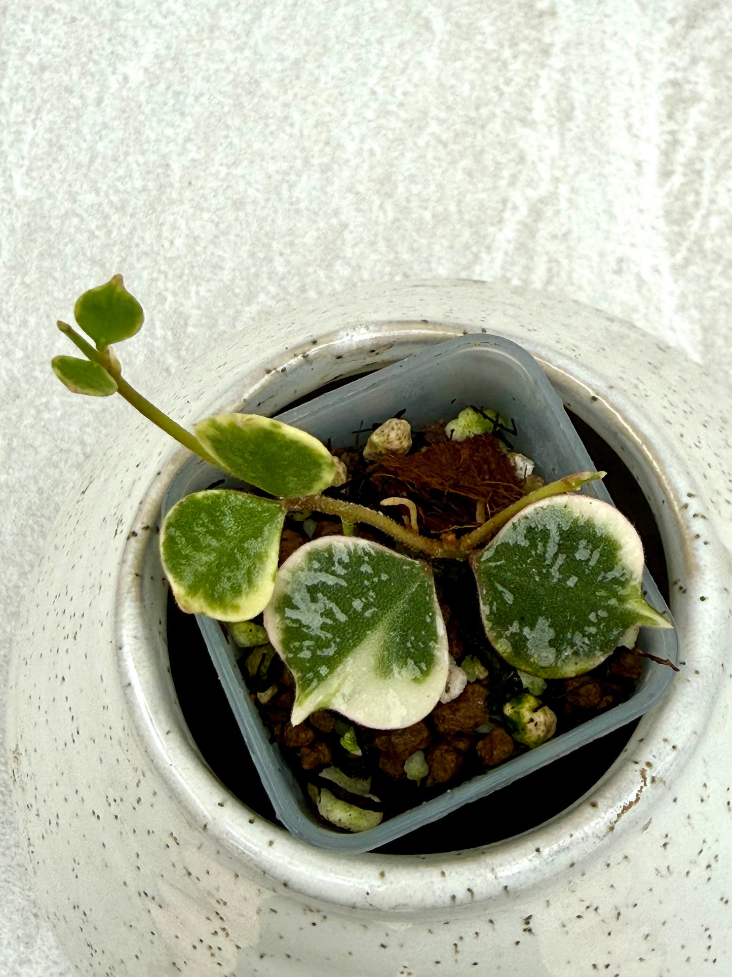 Hoya Curtisi Outer Variegated