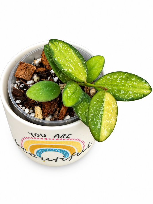 Hoya VL9 Variegated | Rare Rooted Variegated Hoya