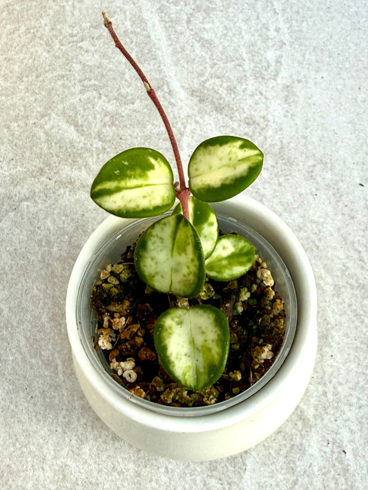 Hoya Mathilde Variegated