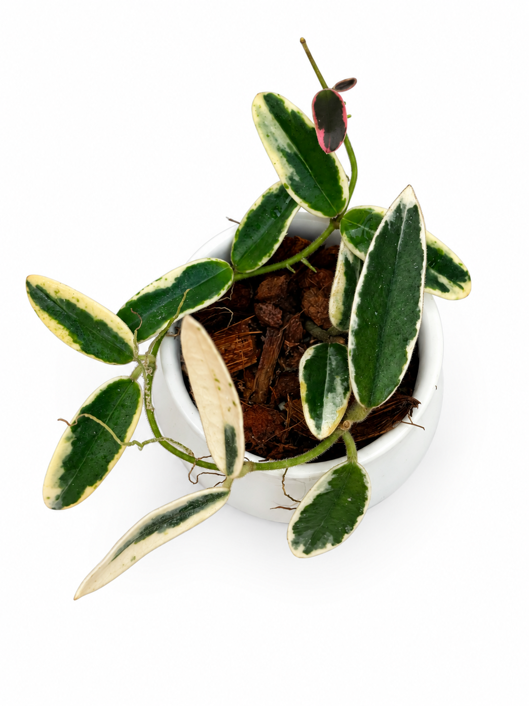 Hoya Lyi ‘Prism’ Variegated – Rare Hoya Unrooted Cutting