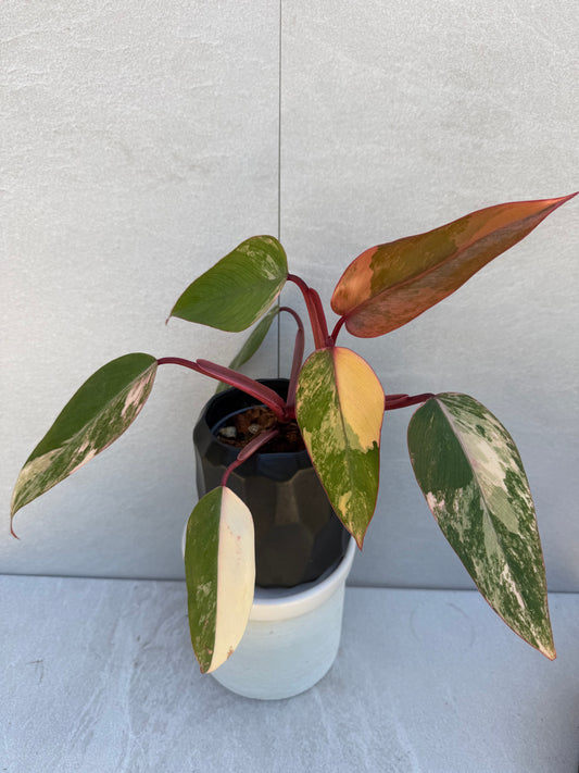 Philodendron Strawberry Shake