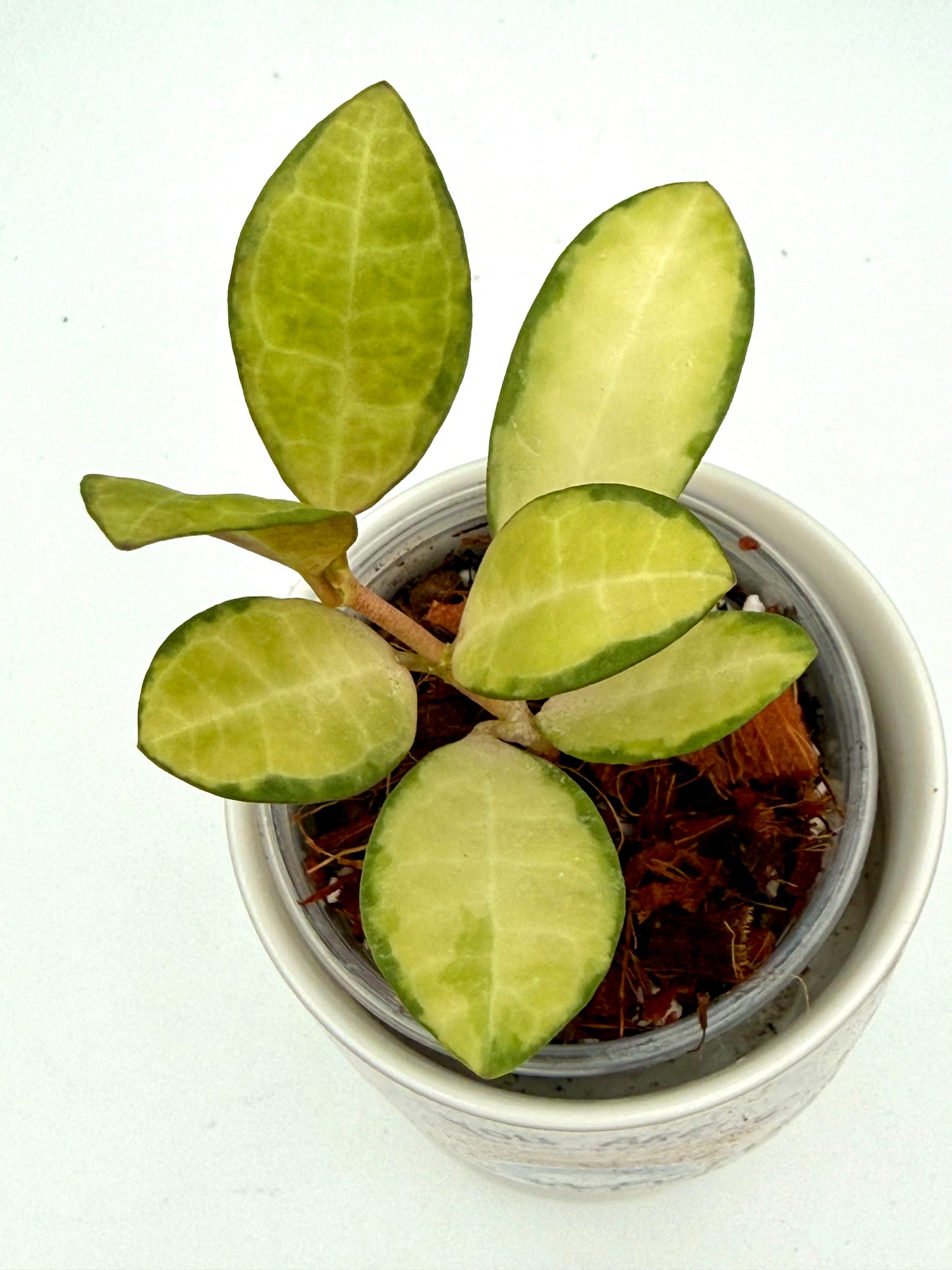 Hoya Elliptica Variegated