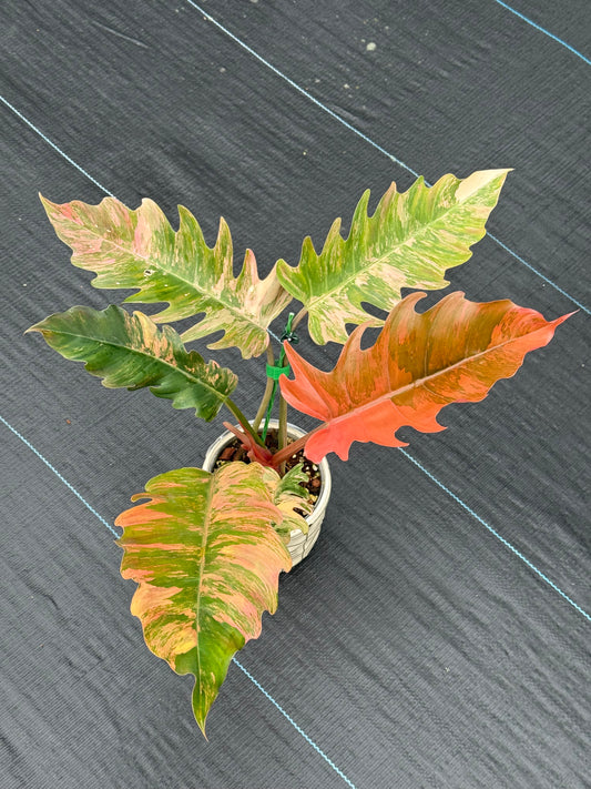 Philodendron Caramel Marble