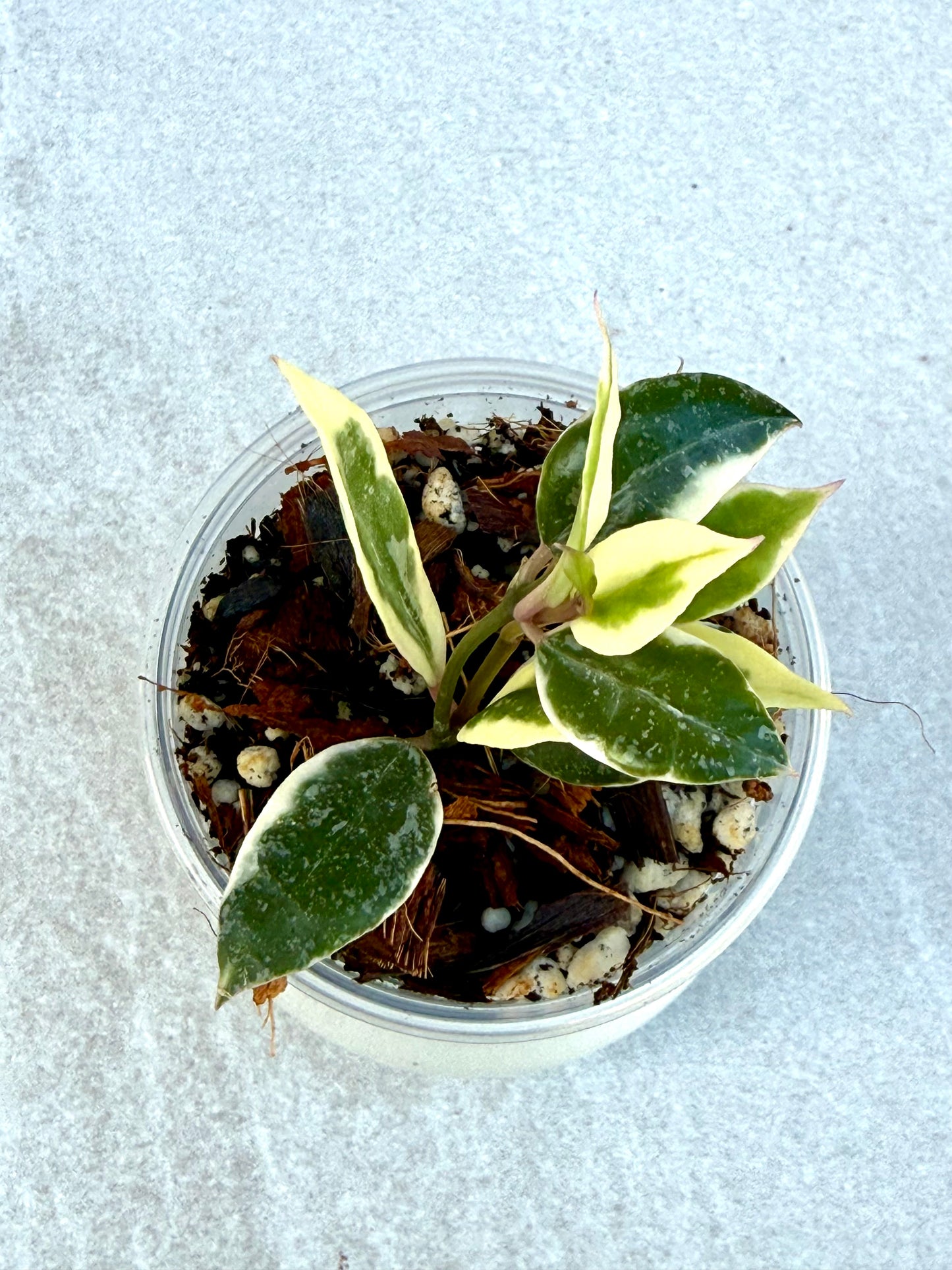 RARE Hoya Lacunosa Princess Lumina