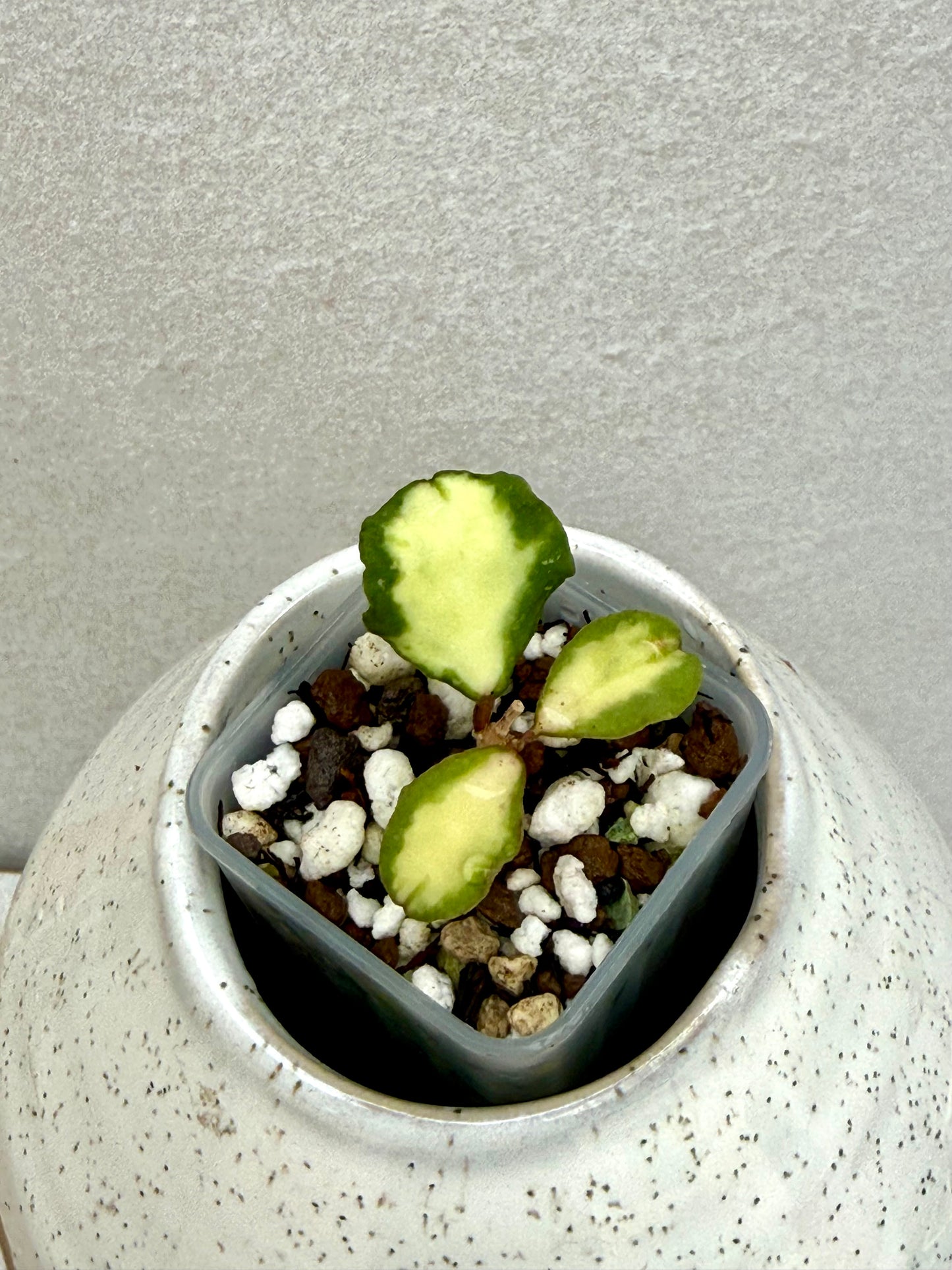 Hoya Kanyakumarian Variegated