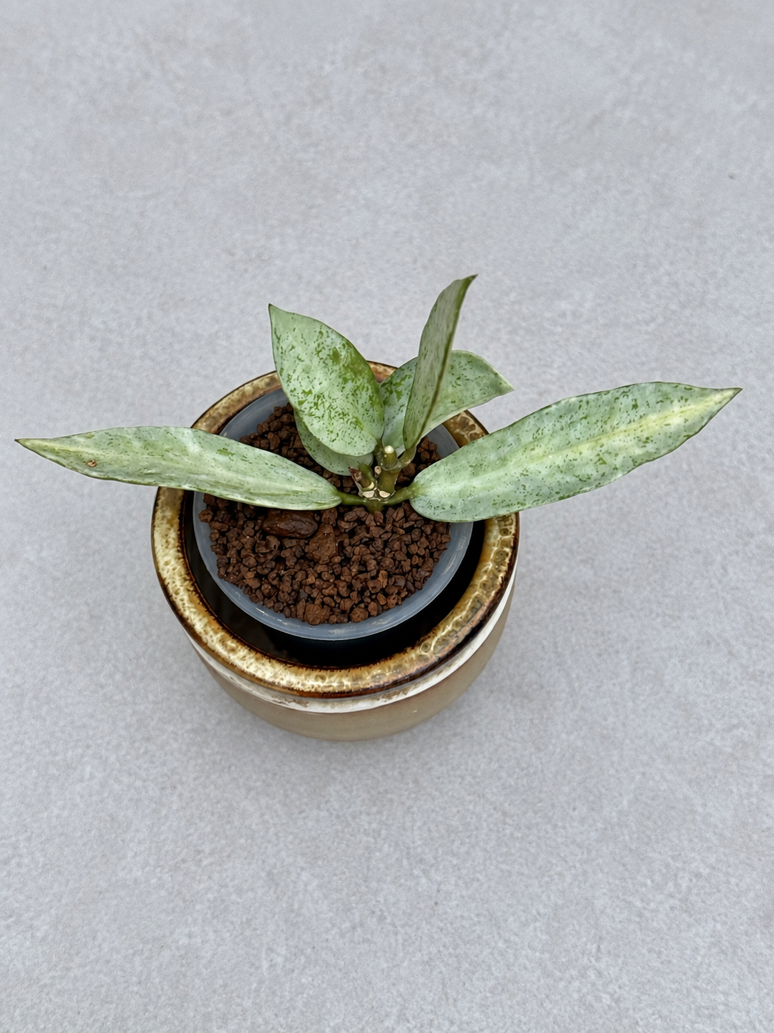 Hoya Winter Pandora | Rare Rooted Variegated Hoya