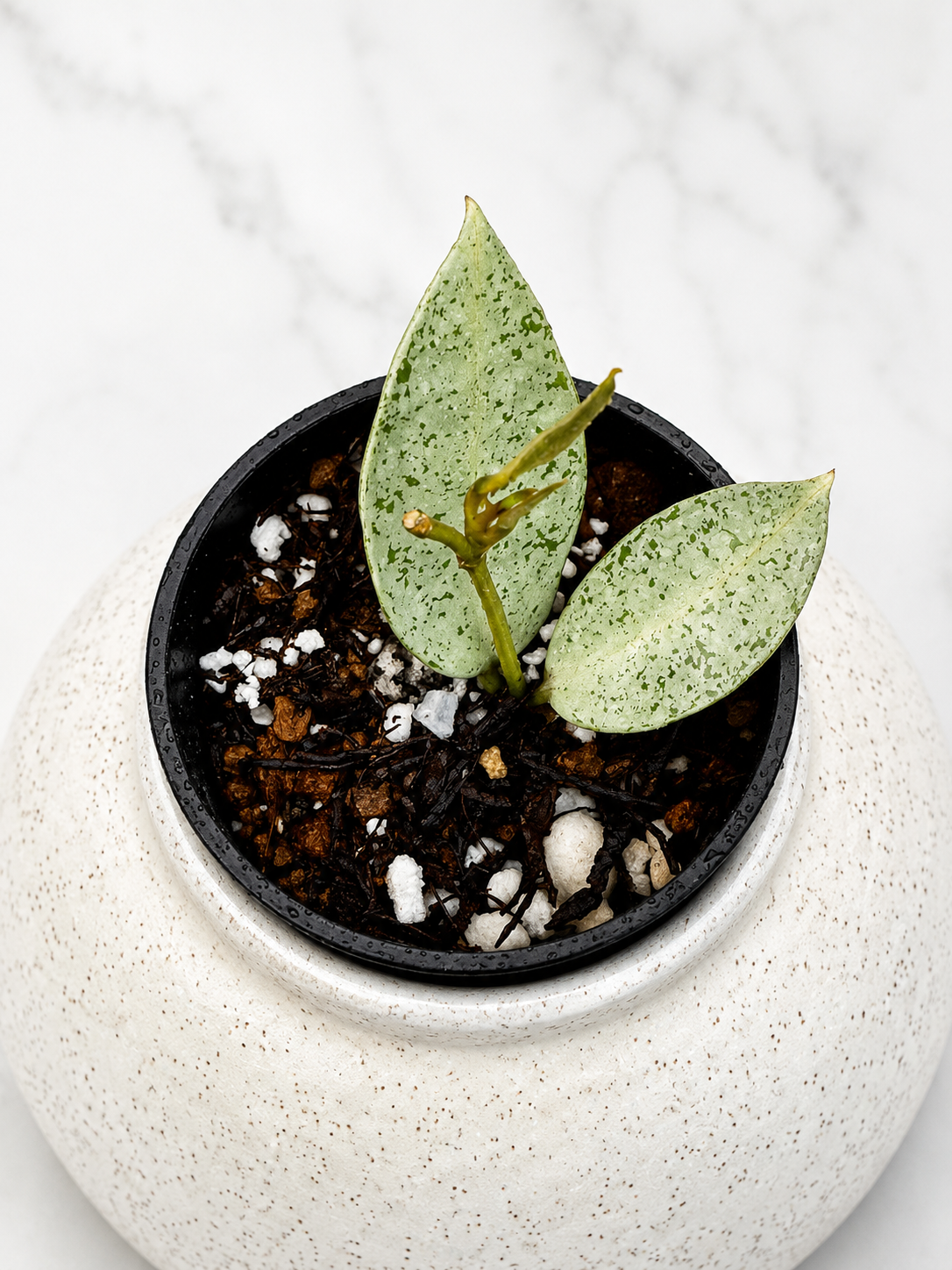 Hoya Winter Pandora | Rare Rooted Variegated Hoya