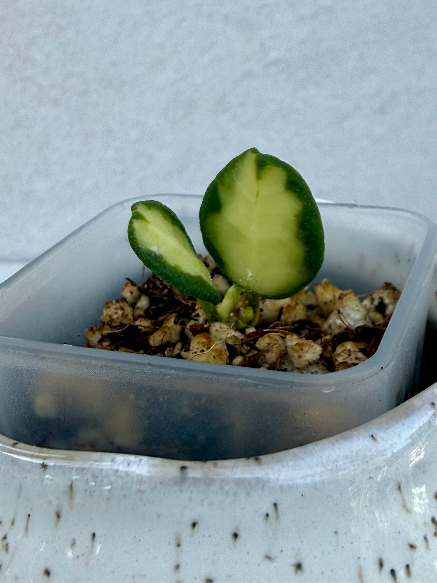 Hoya Tengchongensis Variegated