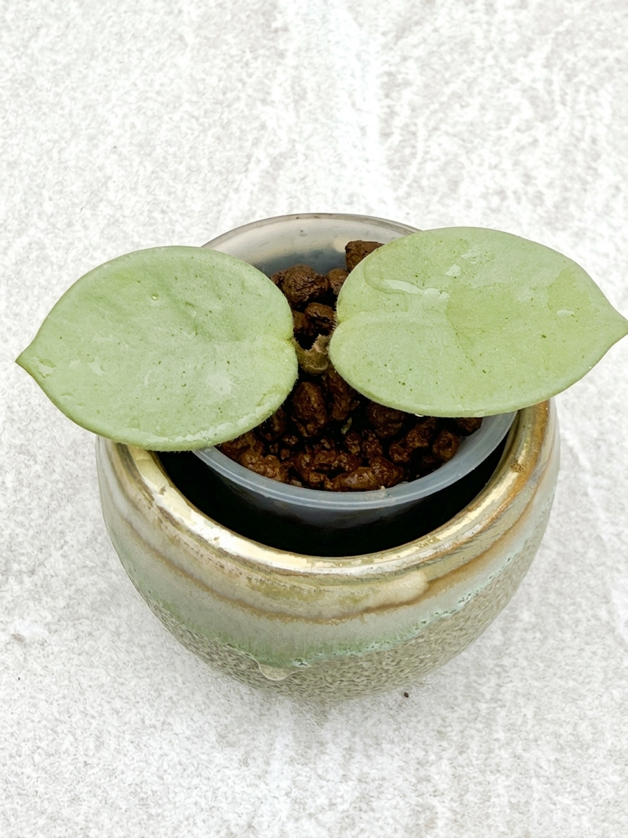 Hoya Grey Fairy