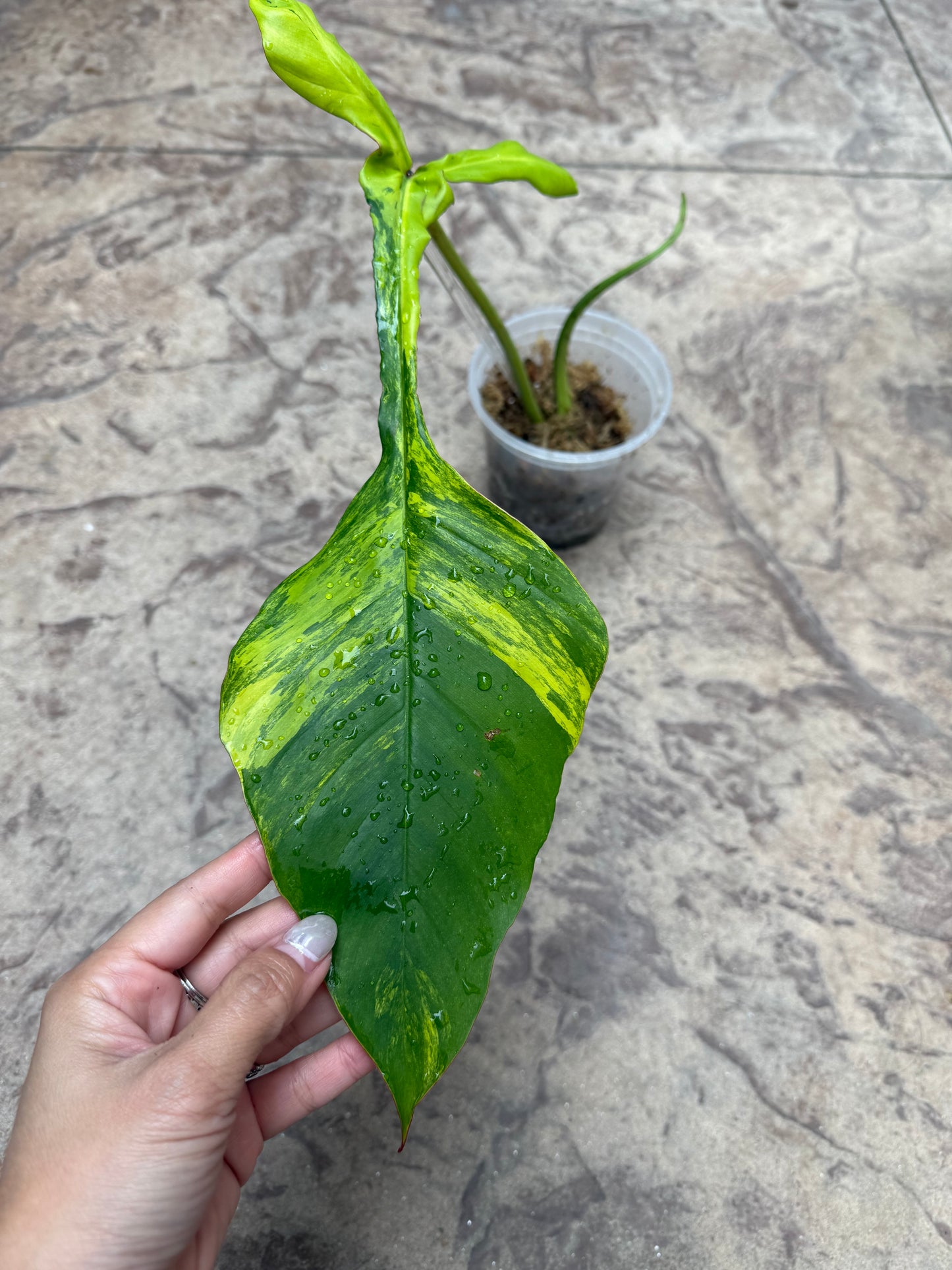 Philodendron Joepii Variegated