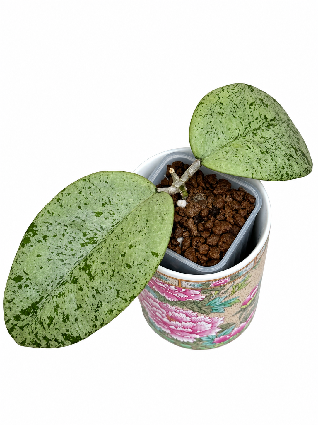 Hoya Ponorogo Silver – Rare Hoya Exact Rooted Plant