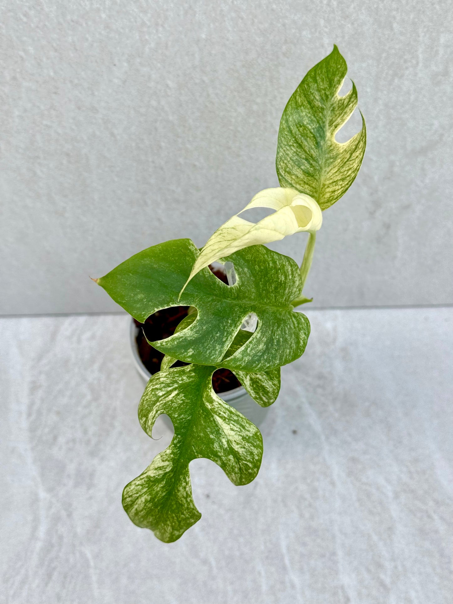Rhaphidophora Tetrasperma White Monster