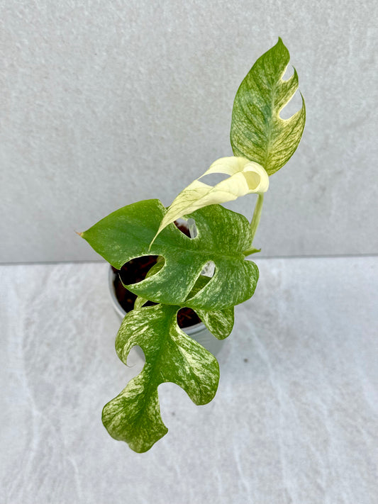 Rhaphidophora Tetrasperma White Monster