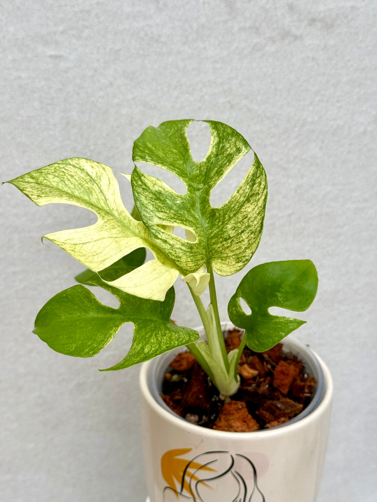 Rhaphidophora Tetrasperma White Monster
