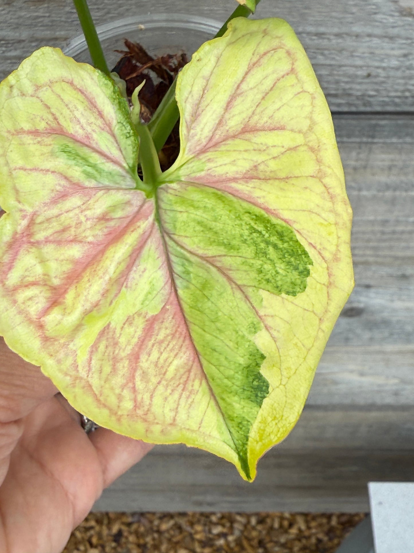 Syngonium Orm Thong/ Mango Allusion Variegated