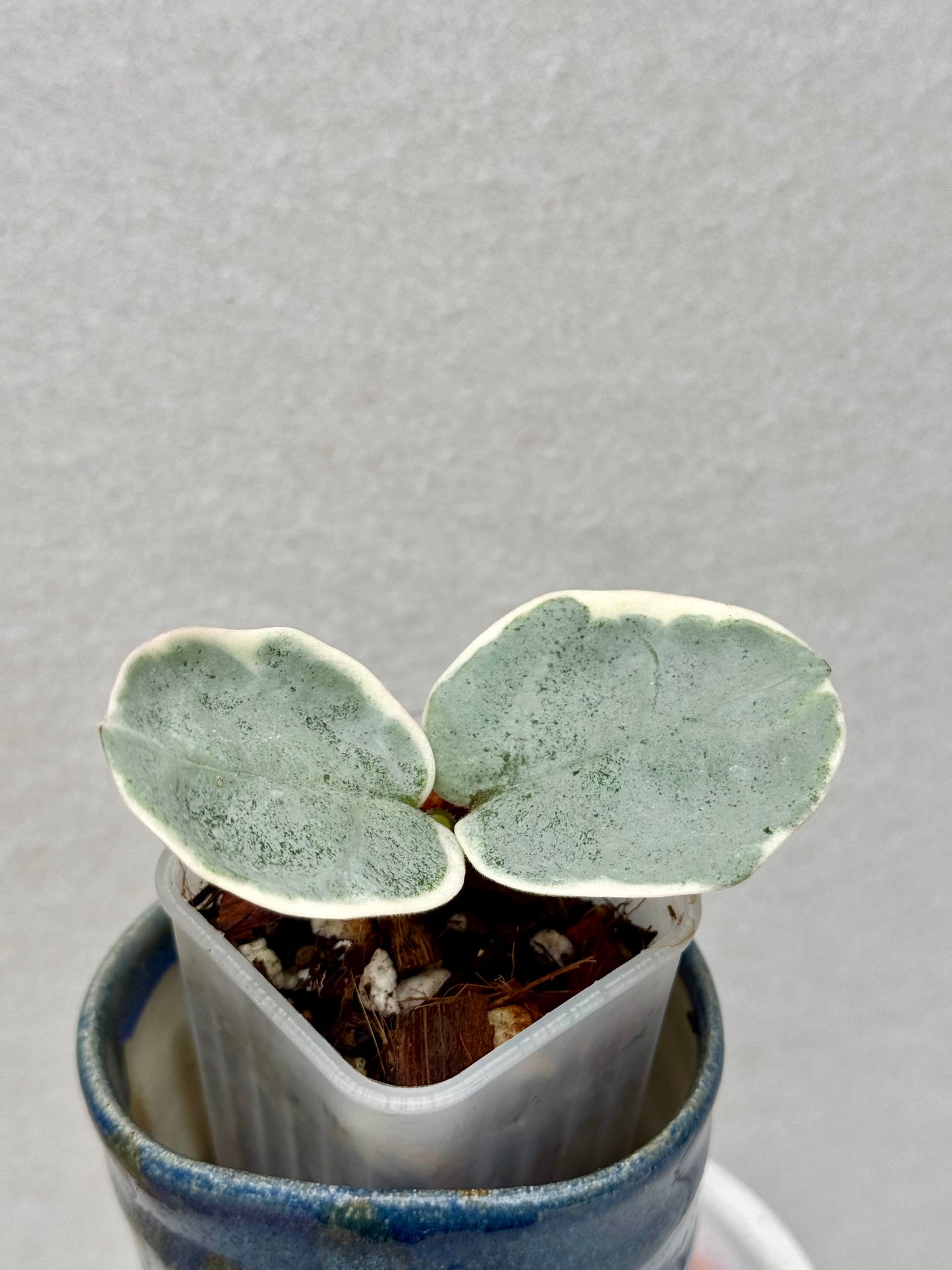 Hoya Argentea Picta