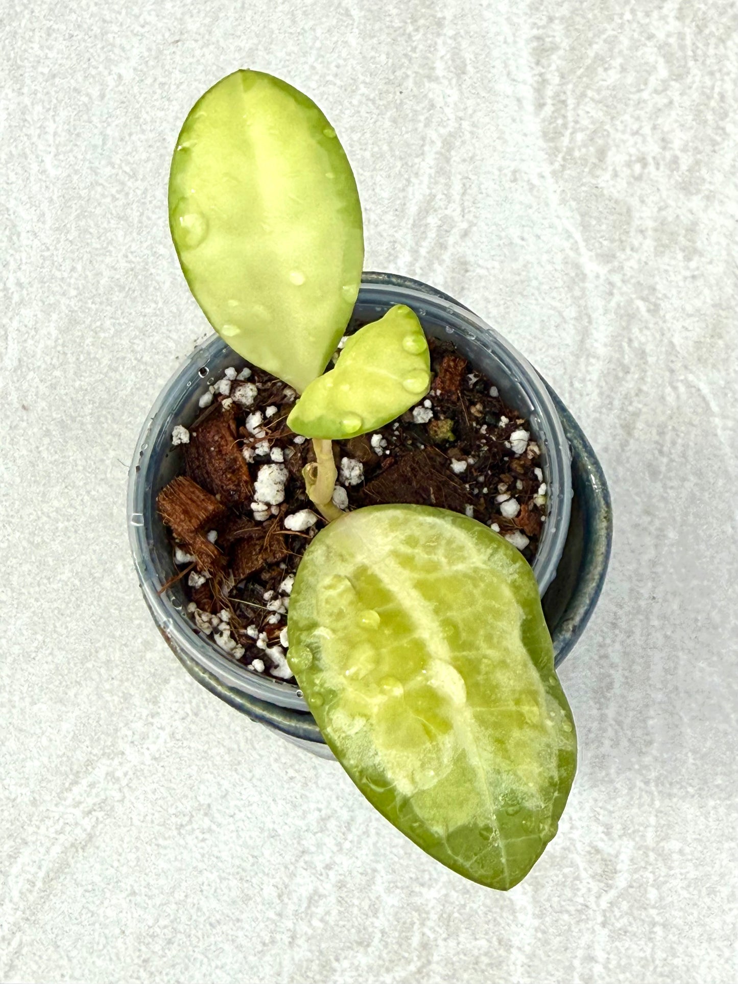 Hoya Elliptica Variegated