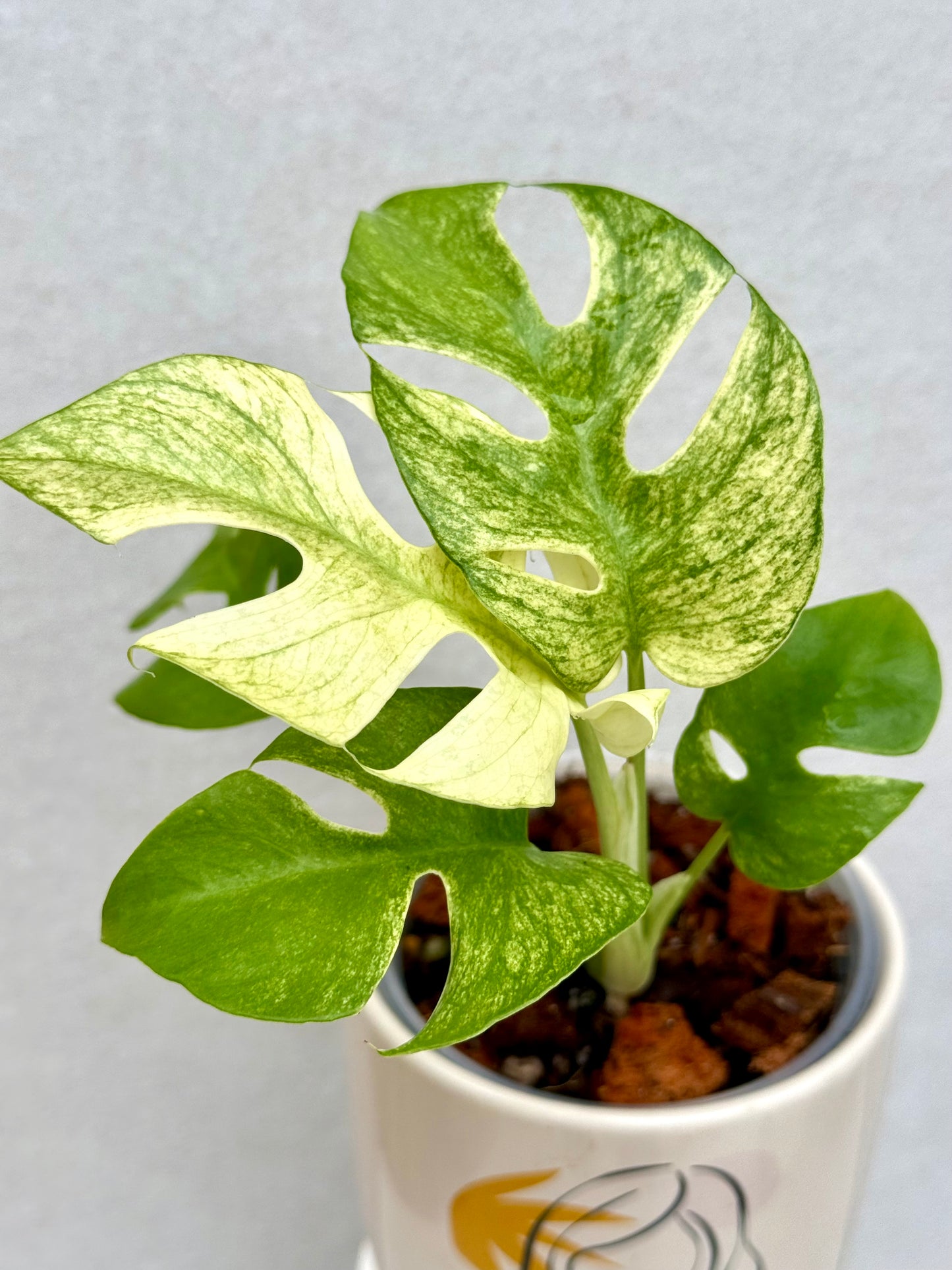 Rhaphidophora Tetrasperma White Monster