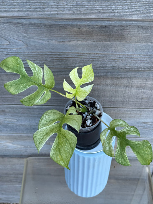 Rhaphidophora Tetrasperma White Monster
