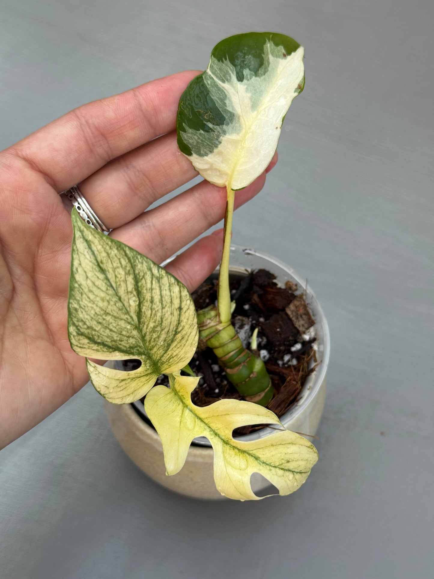 Rhaphidophora Tetrasperma White Monster