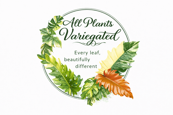 All Plants Variegated